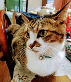 きじねこ