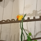 蒼羽