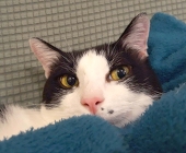 RiceBall