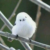 君朝