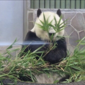 オバケちゃん