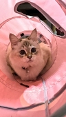 かおり