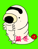 繭冬(ケント)