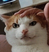 ZoeyX