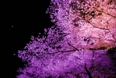桜蔵