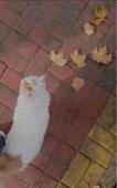 长生安