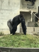 こがね（こがねまる）