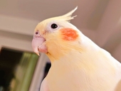 成み屋ももね