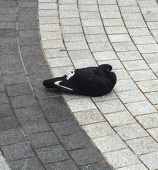 めいら