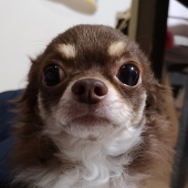 panchorenaq