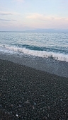 黄色い魚