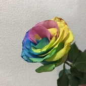 はっしー