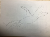 鳳凰
