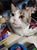 量产型龙骑
