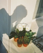 Lino