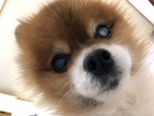 ごき