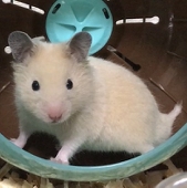 やまだσ