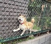 パピ田 ポチ