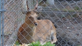 toromi