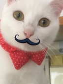 サヨ