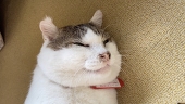 地蔵系保護猫、もーのすけ