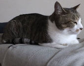 ねこ先