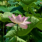 烏有