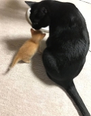 猫缶