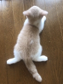 ゆん