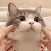 もちこ