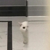 井