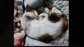 Faizal