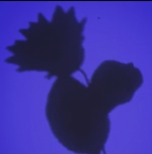 流