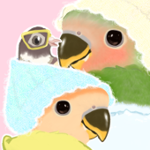 インコのANYo