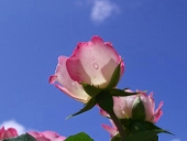 ita