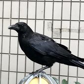 ｵｲﾁｱｷ