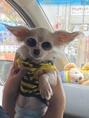 クロカ