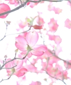 千剣