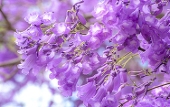 優花