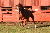fenshy