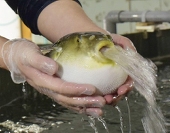 なはや