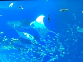 あんころ