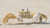 CrabbyCakes