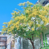 森めめ委員長