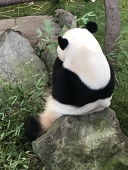 Haru