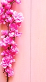 桜子