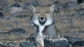 豚シャマロ