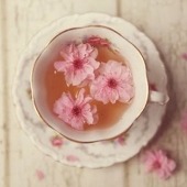 amomotea