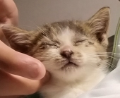 アカツキ
