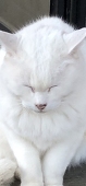猫又